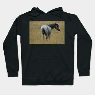 Wild Grey Stallion Hoodie